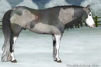 Horse Color:Silver Blue Roan Splash and Blue Roan Sabino Splash