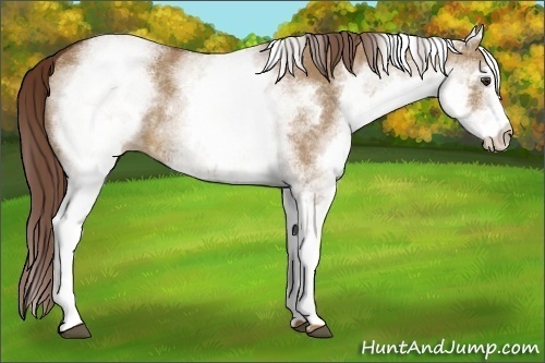 Horse Color:White Spotted Red Dun 