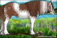 Horse Color:White Spotted Chestnut Splash 