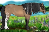 Horse Color:White Spotted Bay Dun