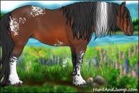 Horse Color:White Spotted Bay 