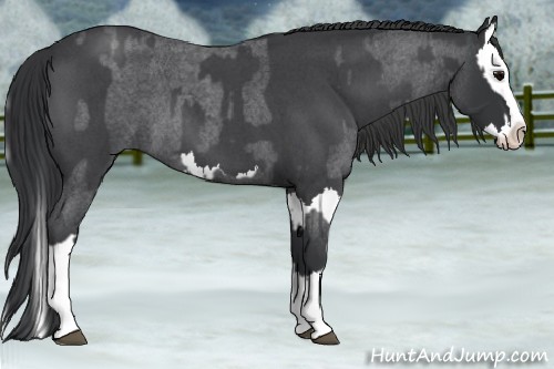 Horse Color:Blue Roan Sabino Splash  and Blue Roan Sabino Splash 