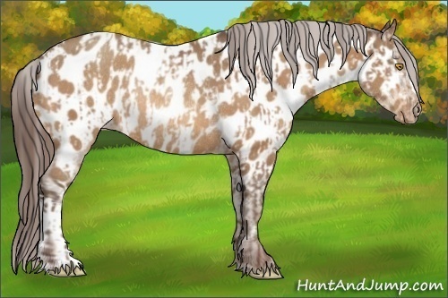 Horse Color:Amber Champagne Appaloosa and Amber Champagne Appaloosa Rabicano