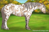 Horse Color:Amber Champagne Near Leopard and Amber Champagne Near Leopard Rabicano