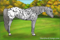 Horse Color:Blue Roan Appaloosa