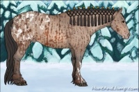 Horse Color:Bay Appaloosa  and Sable Champagne 