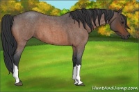 Horse Color:Bay Roan 