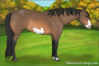 Horse Color:Buckskin Frame 