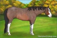 Horse Color:Bay Roan Splash 