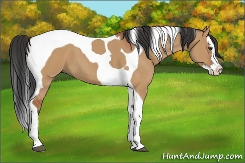 Horse Color:Bay Dun Splash Tobiano