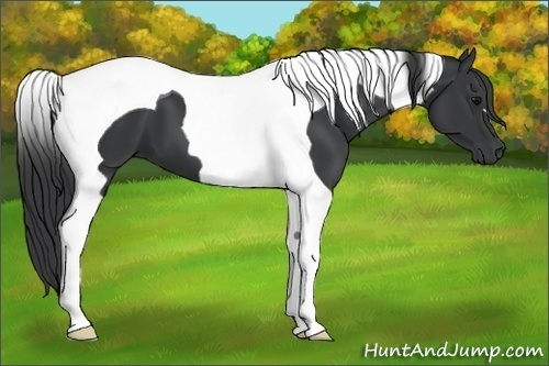 Horse Color:Black Tobiano 