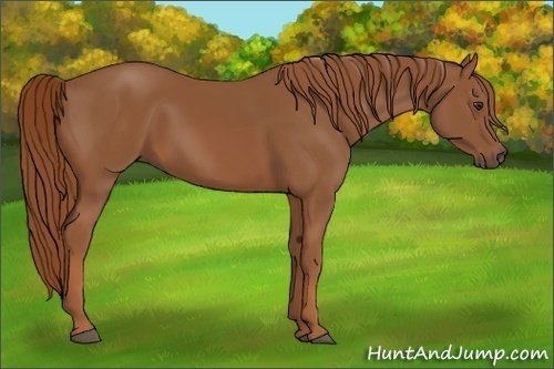 Horse Color:Chestnut 