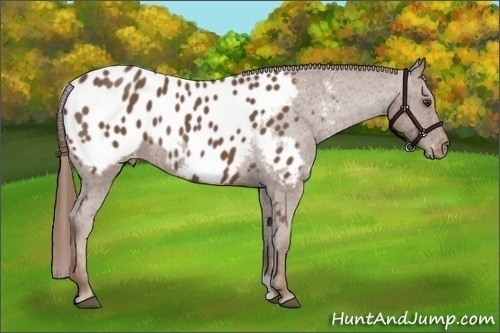 Horse Color:Red Roan Appaloosa 