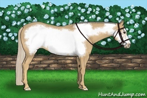 Horse Color:Palomino Frame
