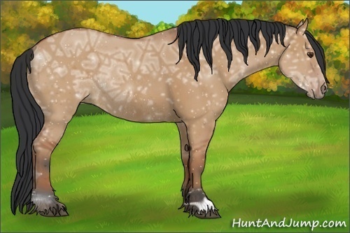 Horse Color:Bay Ice Dun Rabicano 