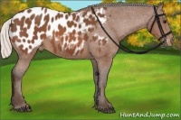 Horse Color:Silver Bay Appaloosa 