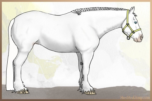 Horse Color:Cremello Near Leopard and Cremello Near Leopard