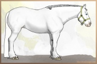 Horse Color:Cremello Near Leopard  and Cremello Near Leopard 