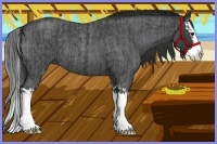 Horse Color:Blue Roan Sabino Splash and Blue Roan Sabino Splash