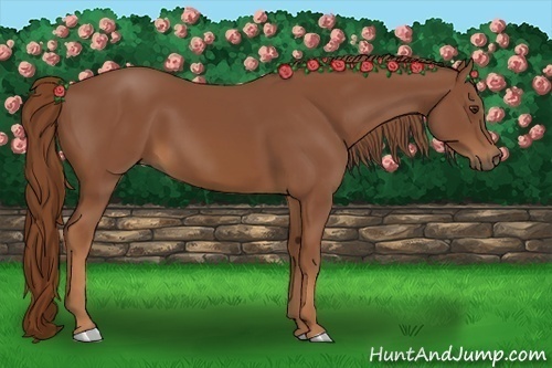 Horse Color:Chestnut Sabino