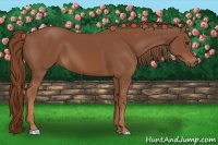 Horse Color:Chestnut Sabino