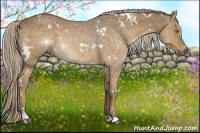 Horse Color:White Spotted Chocolate Palomino 