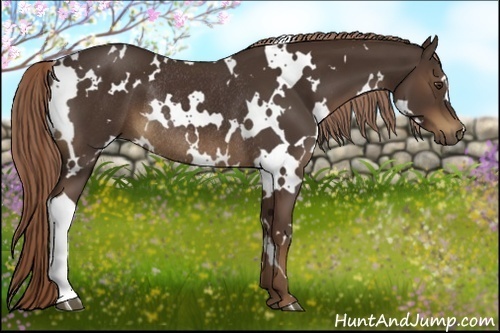 Horse Color:White Spotted Liver Chestnut Rabicano 