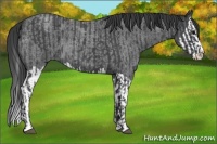 Horse Color:Blue Roan Sabino Splash  and Blue Roan Sabino Splash 