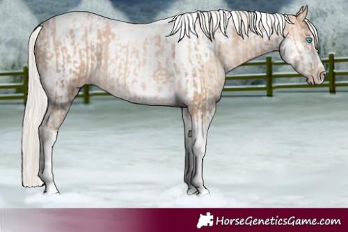 Horse Color:Chocolate Palomino Pearl Tobiano Frame and Gold Cream Champagne Pearl Tobiano Frame