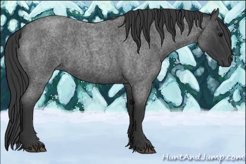 Horse Color:Blue Roan 