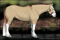Horse Color:Red Dun Splash