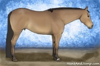 Horse Color:Buckskin 