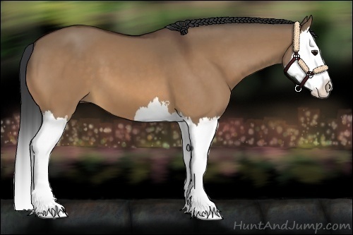 Horse Color:Bay Dun Splash 