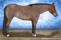 Horse Color:Bay Roan 