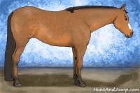 Horse Color:Buckskin 