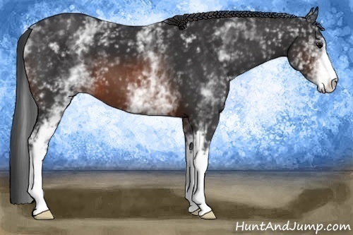 Horse Color:White Spotted Brown 