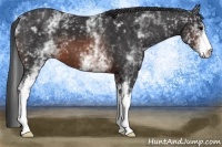 Horse Color:White Spotted Brown 