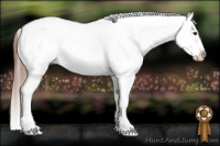 Horse Color:Red Dun Splash Appaloosa 