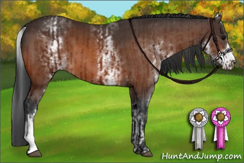 Horse Color:Bay  and White Spotted Bay 