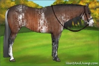 Horse Color:Bay  and White Spotted Bay 