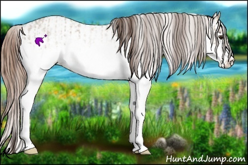Horse Color:White Spotted Classic Champagne Roan Rabicano and White Spotted Classic Champagne Roan Varnish Rabicano