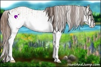 Horse Color:White Spotted Classic Champagne Roan Rabicano and White Spotted Classic Champagne Roan Appaloosa Rabicano