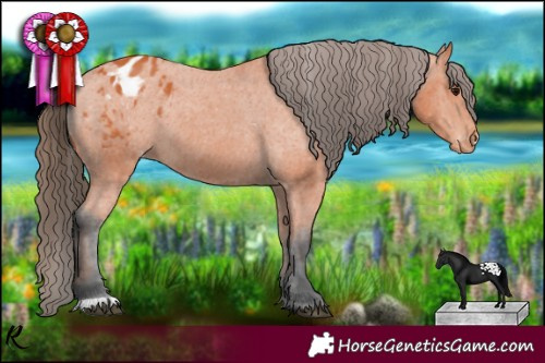 Horse Color:Bay Appaloosa 