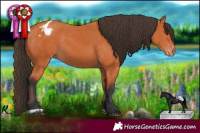 Horse Color:Bay Appaloosa