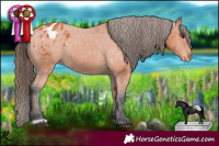 Horse Color:Bay Appaloosa
