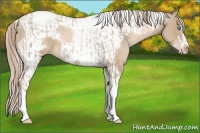 Horse Color:Chocolate Palomino Pearl Tobiano Frame  and Chocolate Palomino Pearl Tobiano Frame 