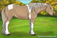 Horse Color:Palomino Tobiano 