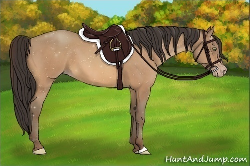 Horse Color:Amber Champagne 