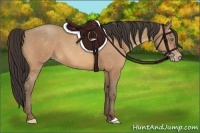 Horse Color:Amber Champagne 