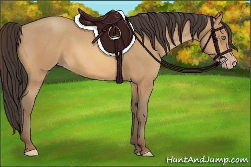 Horse Color:Amber Champagne 